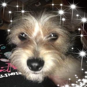 Meet your Posher, Misty